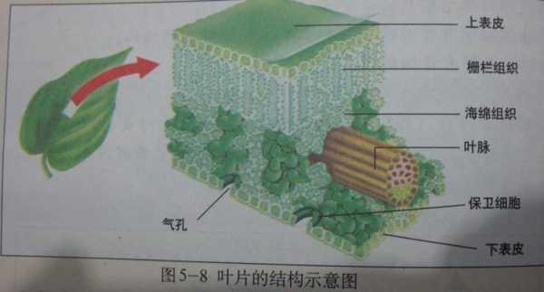 植物叶的结构图（植物叶片组织结构图）