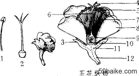 茶花的结构介绍（茶花结构解剖图）